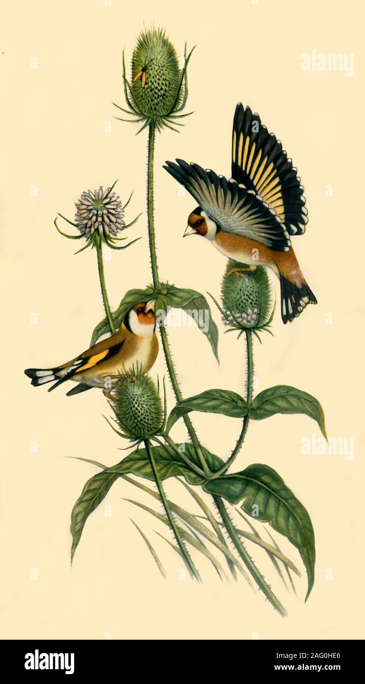 'Goldfinches', 1863, (1942). Male and female of the finch family, from &quot;Birds of Britain&quot; by John Gould. Published in &quot;The Birds of Britain', by James Fisher. [Collins, London, 1942] Stock Photo