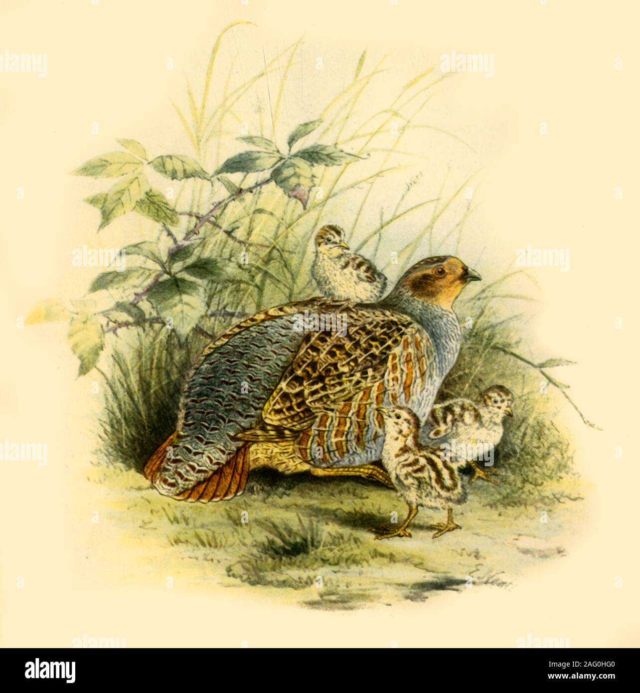 定価3.8万◆1871年ロンドン Henry Eeles Dresser「鳥類譜 定価3.8万◇1871年ロンドン Henry Eeles Dresser「鳥類譜