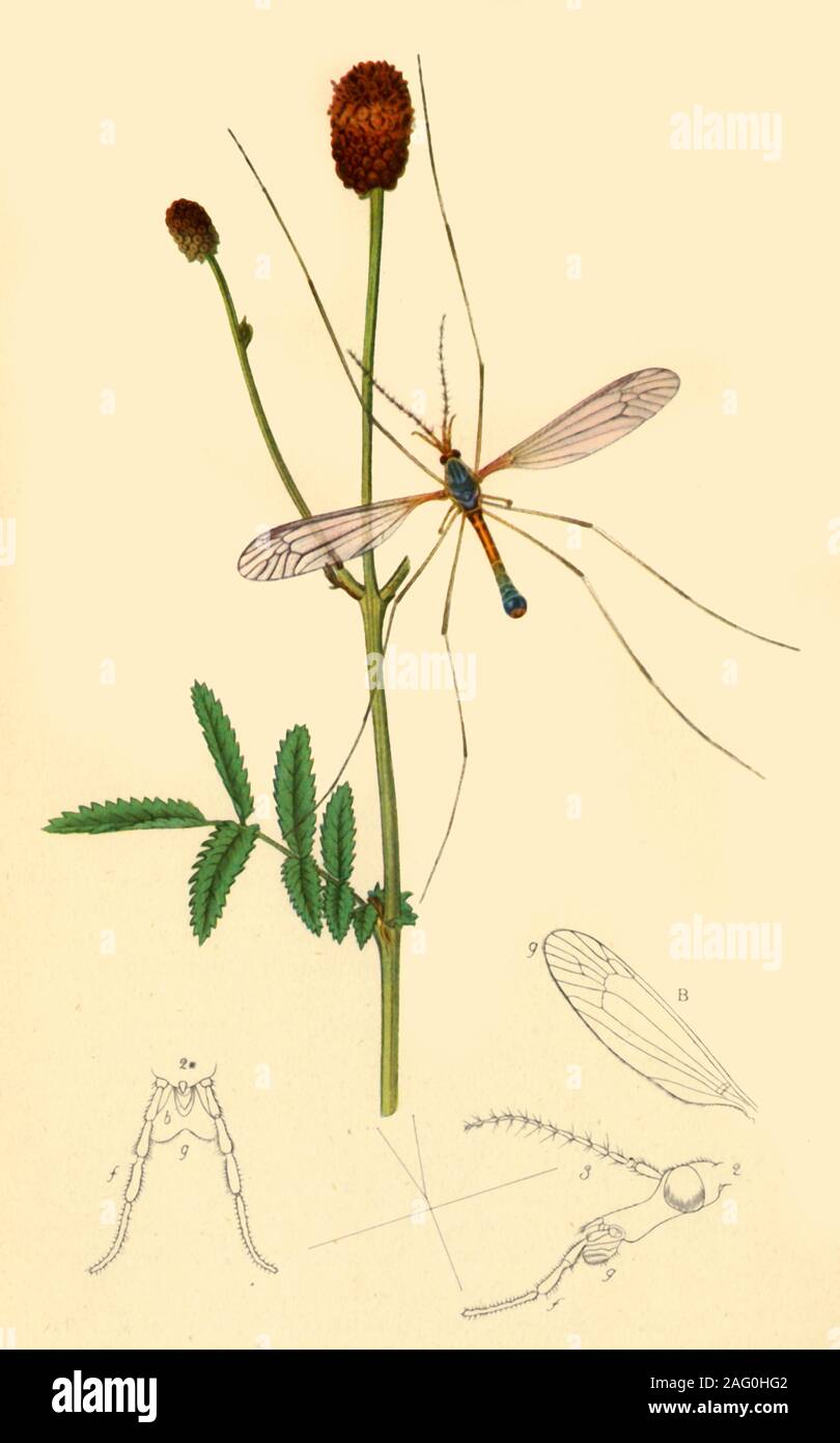 'Crane-Fly: Tipula longicornis', 1834, (1945). Tipula unca. Illustration by John Curtis from his &quot;British Entomology&quot;. From &quot;Insect Life in Britain', by Geoffrey Taylor. [Collins, London, 1945] Stock Photo