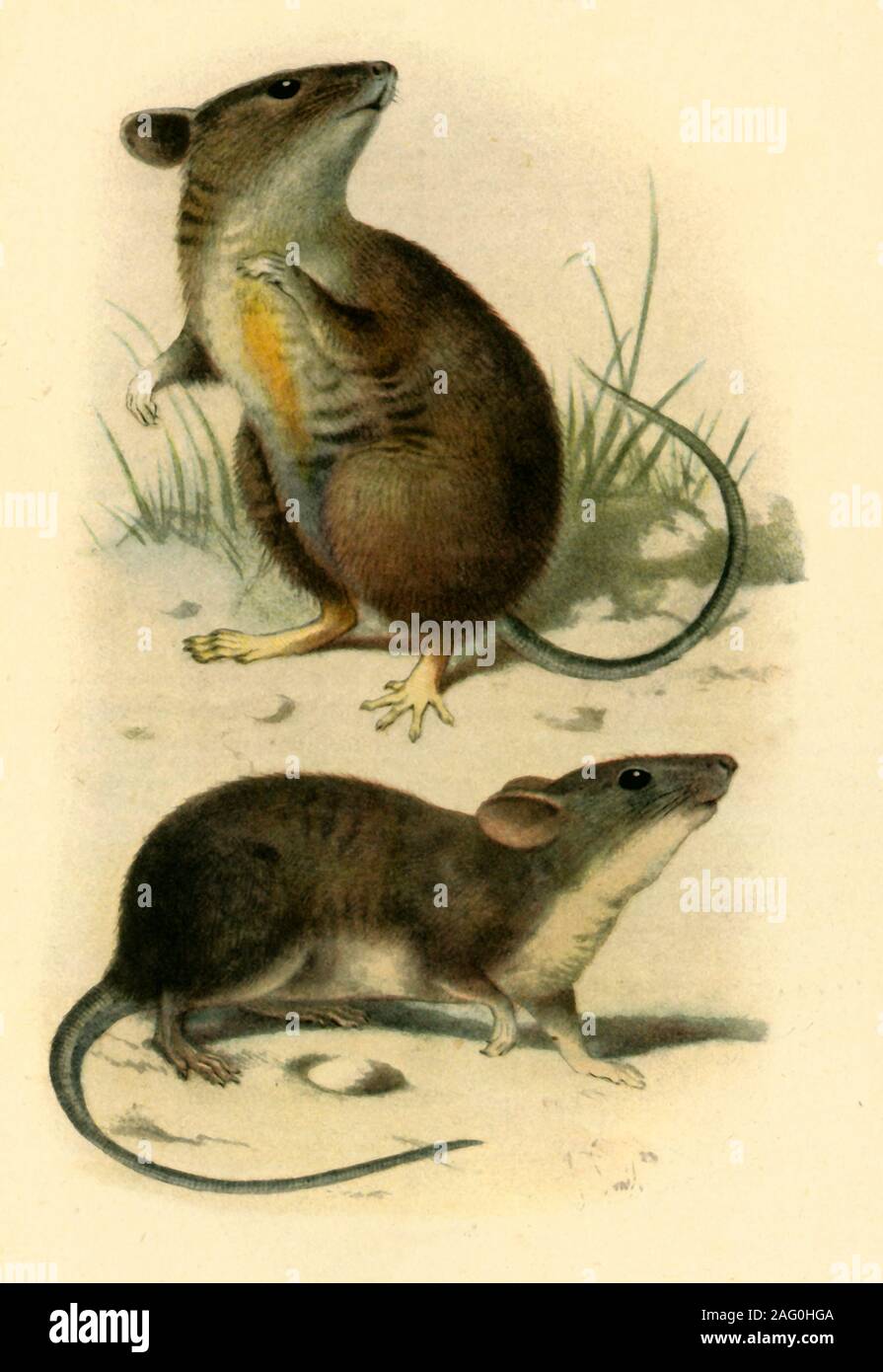 'St. Kilda Mice', 1899, (1943). Type of mouse found only on the remote islands of the St Kilda archipelago of northwest Scotland. From &quot;The Proceedings of the Zoological Society&quot;, 1899. Published in &quot;Wildlife of Britain', by F. Fraser Darling. [Collins, London, 1943] Stock Photo