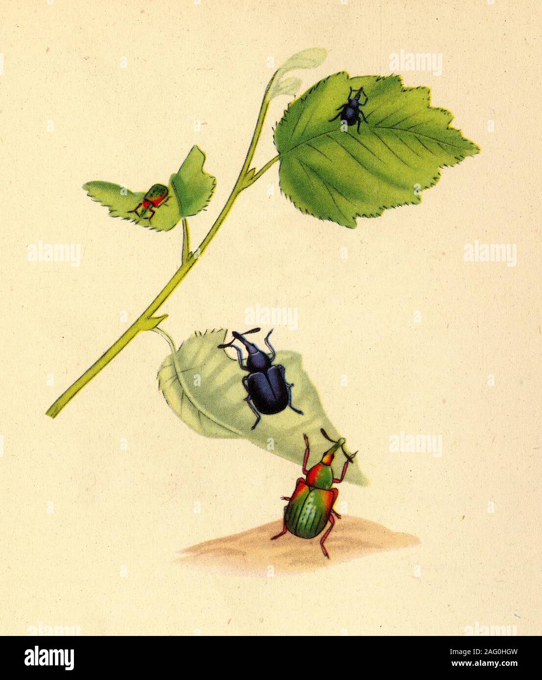 'Birch Weevils: Curculio betulae', 1794, (1945). Illustration by Edward Donovan from his &quot;Natural History of British Insects&quot;. From &quot;Insect Life in Britain', by Geoffrey Taylor. [Collins, London, 1945] Stock Photo