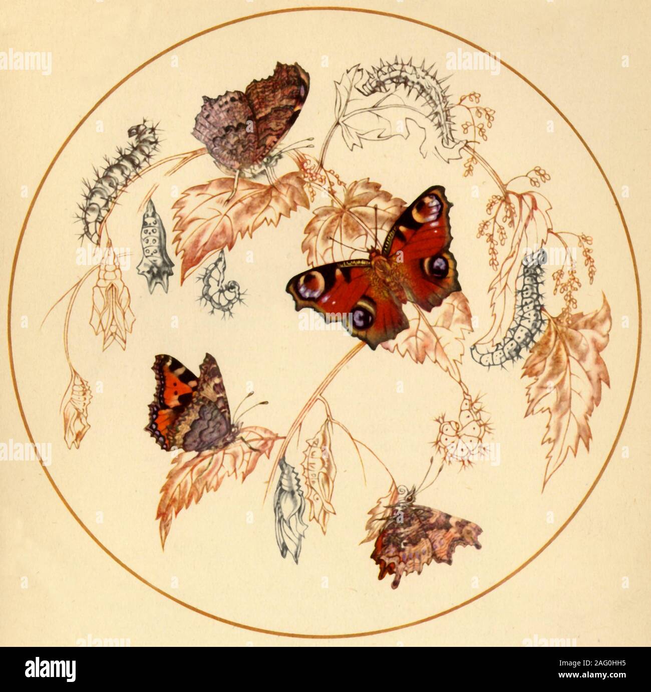 'Peacock, Smalll Tortoiseshell and Comma Butterflies - Vanessa io, Vanessa urticae and Vannessa c-album', c1930s, (1945). Aglais io, Aglais urticae and Polygonia c-album - chrysalises, caterpillars and adult butterflies. From &quot;Insect Life in Britain', by Geoffrey Taylor. [Collins, London, 1945] Stock Photo