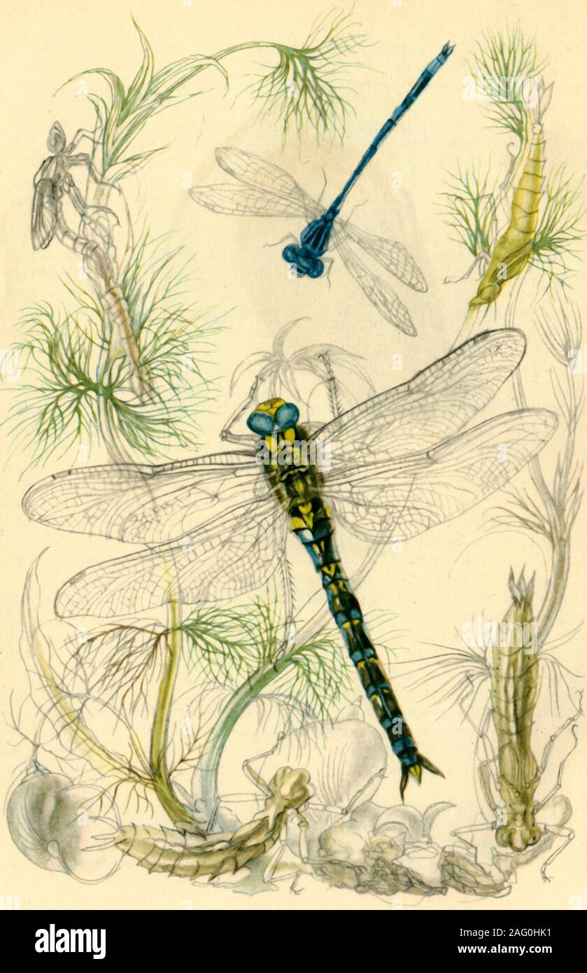 Damselflies, dragonflies and water snails, c1930s?, (1946). 'Damsel Fly, Coenagrion puella, with larva and emerging from nymph-case; Large Dragon Fly, Aeschna cyanea with larvae; snails'. From &quot;British Anglers' Natural History', by E. G. Boulenger. [Collins, London, 1946] Stock Photo