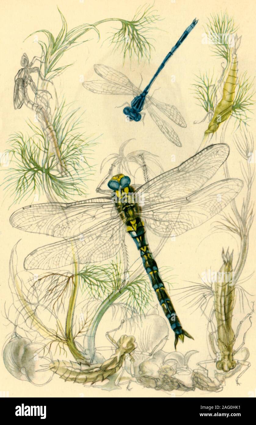 Dragonflies and damselflies of britain hi-res stock photography and ...