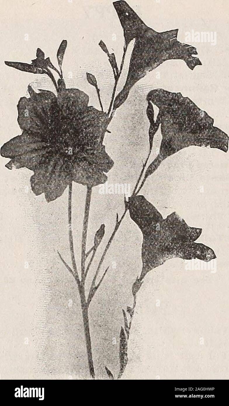 . Germain : [catalog]. PORTULACA. SINGLE[471 ANJflJALS (Continued). SALPIGLOSSIS RICINUS CAMBODGENSIS (Ornamental Castor Beans). Pkt.Leaves and stems nearly black; very fine. Height 5 ft.. $0.05Sanguineus. Blood-red foliage. Height 6 ft 05 SALPIGLOSSIS Stock Photo