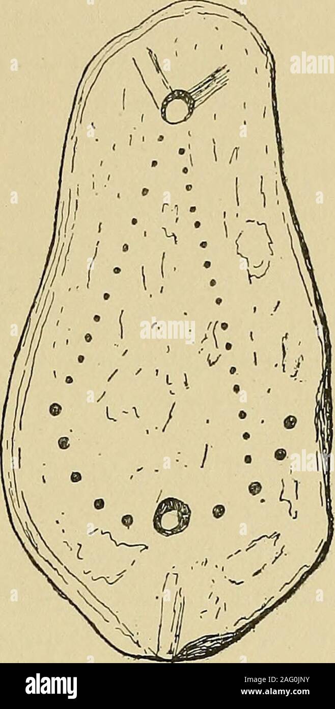 . Archæology and false antiquities. of modern civilisationthe inhabitants of the Old World were savages. (2) From this archaic stratum of humanity some tribes THE DISPUTED OBJECTS 249 found their way to the West of Scotland, and others toAustralia. (3) Their divergence from the common stock took placebefore the rise of the civilisations of the Greeks, Egyptians,and Babylonians, that is, at least 5000 B.C. (4) The immigrants to the Clyde became graduallymore civilised while still retainingreminiscences of their primitivecult. (5) At a time subsequent to400 A.D.,1 long after the Neolithicperiod Stock Photo
