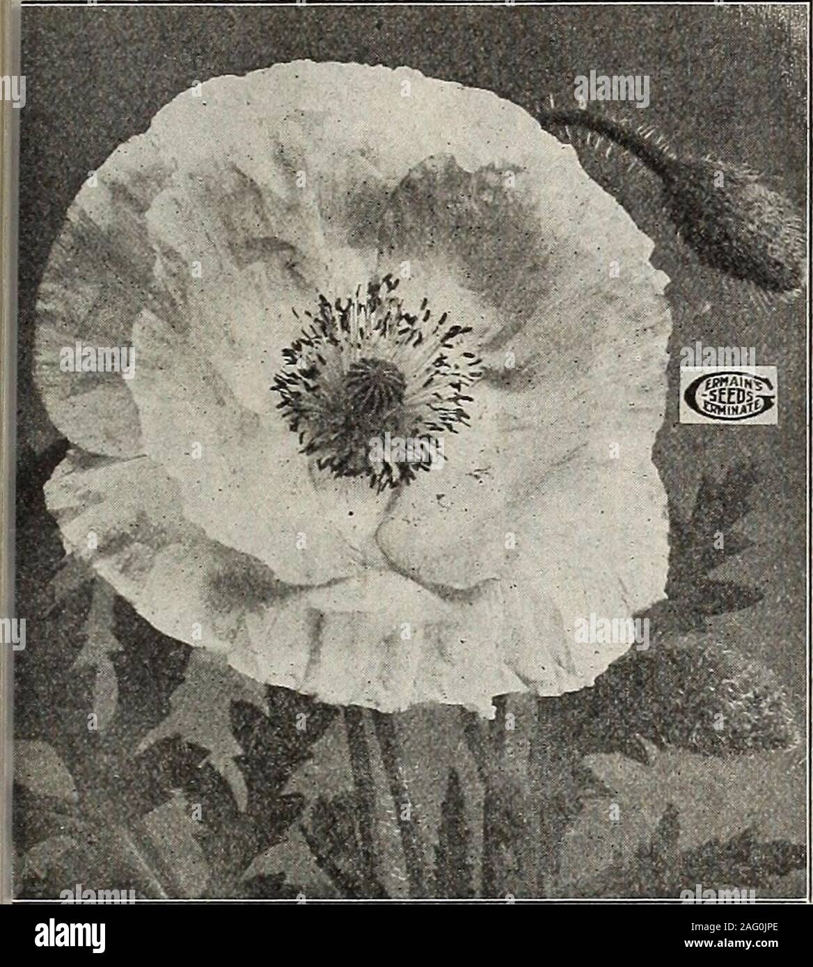 . Germain : [catalog]. SEEDSi# ANNUALS (Continued). POPPY Admiral. Single white, edged red Carnation. Double white. Height 2 to 3 ft Double Mixed. Height 2 to 3 ft Danebrog. Scarlet, blotched white. Height 2 ft French, or Ranunculus-flowered. Mixed. Height2ft...Mikado. White and crimson, double-fringed. Height 2 ft   Miss Sherwood. The flowers are from 4 to 5 inchesacross, pure satiny white, tinged with chamois-rose. Height 2V2 ft l Peony-flowered Fine Mixed. Height 2 to 3 ft Shirley, Santa Rosa Strain. The best and most variedstrain in existence, including the new striped salmon and bluish sh Stock Photo