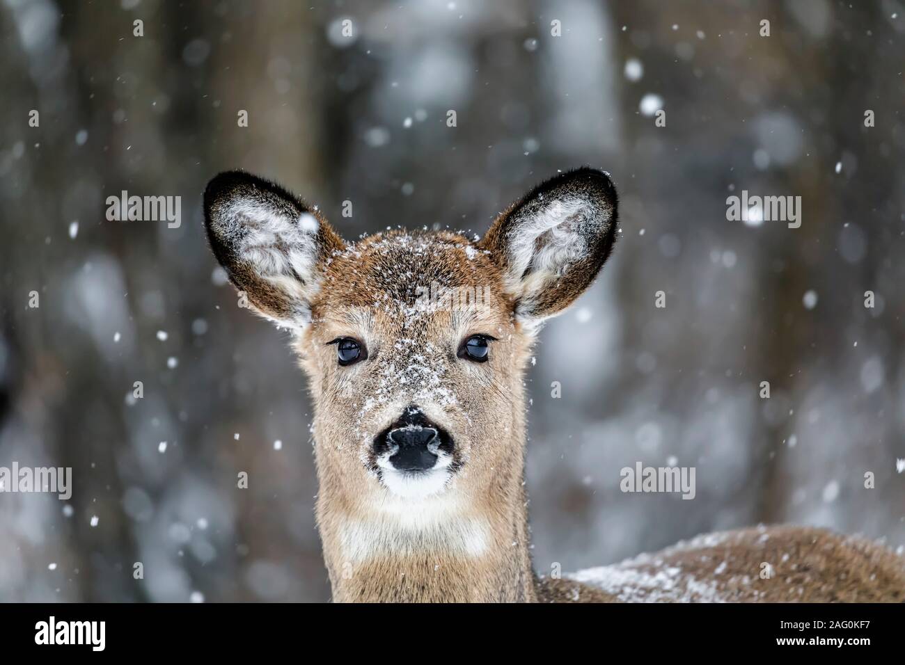 White-tailed Deer, Odocoileus virginianus, doe, in snow, Birds Hill Provincial Park, Manitoba, Canada. Stock Photo