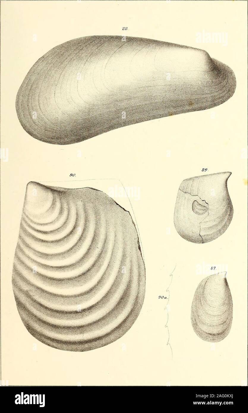 . Palæontology ... A.iJ. WKG-aib, del 3owen& &gt;,c lith.P] PLATE XXXI. PAGE Fig. 87. Mytilus quadratus. Natural size. 191 Fig. 88. Modiola MAJOE. A rather small specimen. 191 Fig. 89. Meleagrina antiqua. Natural size. 192 Fig. 90. Inoceramus Elliotii. A cast. 19390 a. Form of tlie ribs from the impressions in the matrix. -pAT-nrorarr d:ld mzwcub jdl AifikgkilSiwiri rf tfttifetrm i#o (Cretaceous) pi^asm ™jL. WM &abb, del Bowenft C° lith. Philada PLATE XXXII. PAGE Fig. 91, Inoceramus Whitneyi. From a cast. 193 Fig. 92. Aucella Piochii. Anterior view. Natural size. 194 92 a. Back view of large v Stock Photo