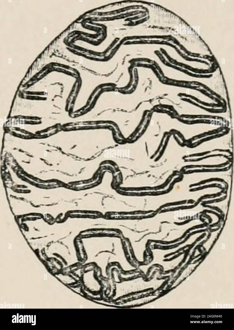 . The cell; outlines of general anatomy and physiology. Fig. 75.—A Resting nucleus of a sperm-mother-cell of Salamandra maculata (afterFlemming, PI. 23, Fig. 1; from Hatschek). B Nucleus of a sperm-mother-cell of Sala-mandra maculata. Coil stage. The nuclear threads are already commencing to splitlongitudinally (diagrammatic, after Flemming, PI. 2G, Fig. 1; from Hatschek). with small indentations and swellings. From these, innumerablemost delicate fibrils branch off at right angles ; these fibrils, whichconsist of strands of the linin framework, only become visible asthe nuclein withdraws itse Stock Photo
