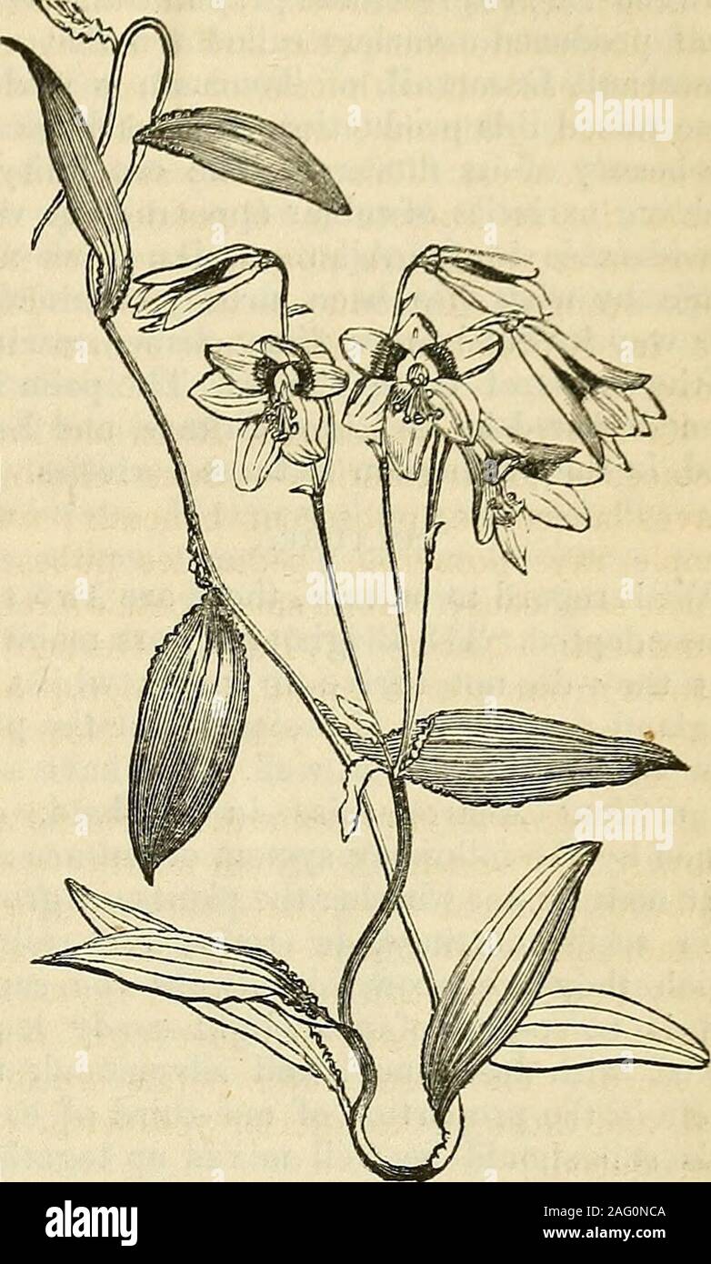 . The Annals of Horticulture and Year-Book of Information on Practical Gardening. Na-tive of Quito [Peru]. The outer petals are ofa flesh colour, the inner ones orange, spottedwith red. [Not introduced.] 57. Alstroemeria Jioribunda, Humboldt andBonpland (many-flowered Alstroemeria).—Stem twining; leaves glabrous on both sides,lanceolate, sub-membranaceous; umbels many-flowered, pedicels one-flowered, pubescent ;outer divisions of the perianth somewhatshortest. Herbaceous. Native of South Ame-rica. The outer petals are red, the innerones yellow, spotted with red. [Not intro-duced.] 58. Alstroem Stock Photo