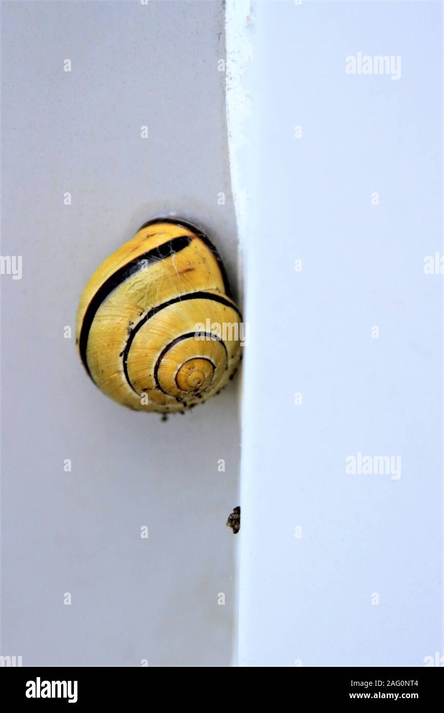 Snail in a striped shell on a wall Stock Photo