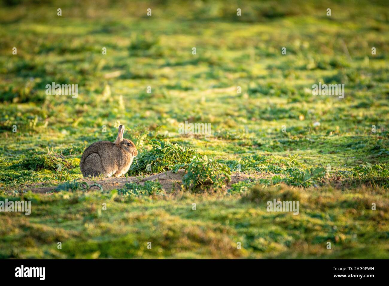 Wild rabbit with negative space hires stock photography and images Alamy