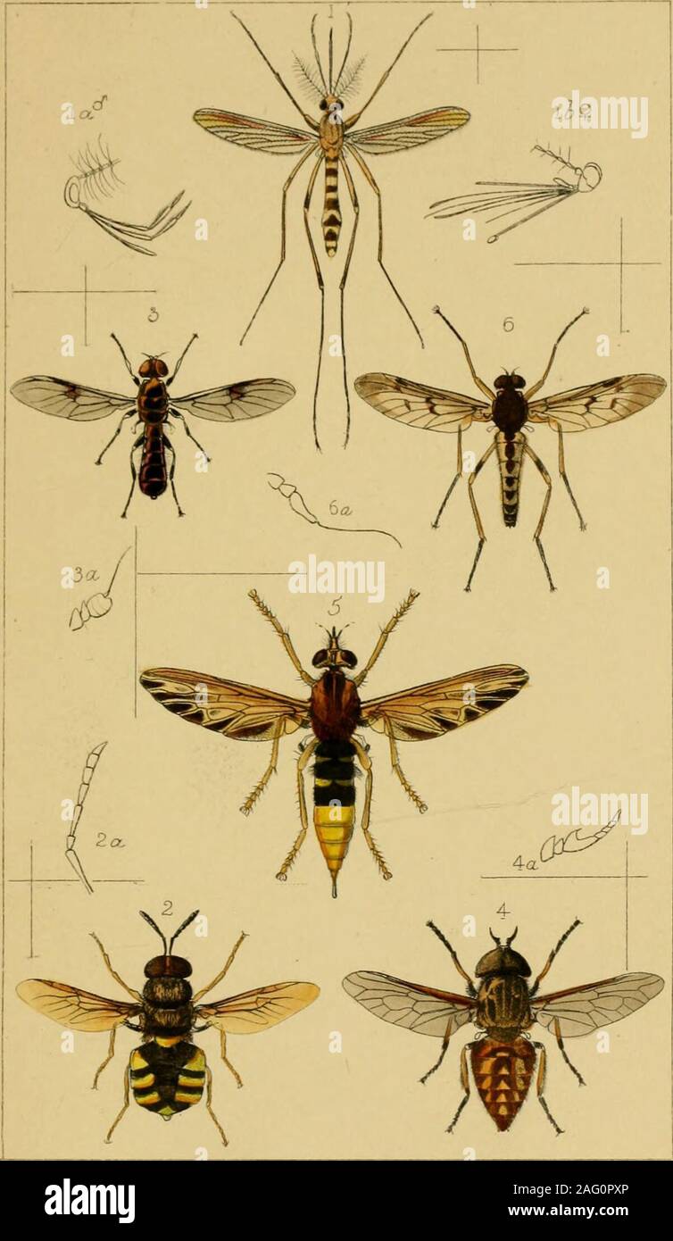 Britishcommenn Inspring Insects . British insects : a familiar description of the form, structure ...