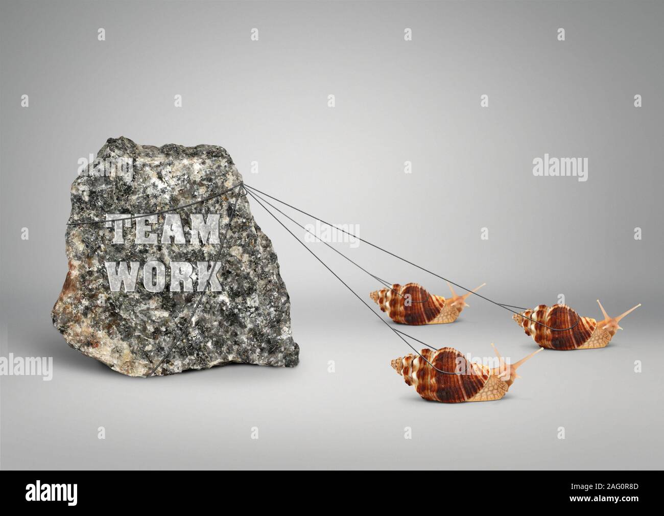 Teamwork concept, group of snails pulling stone Stock Photo