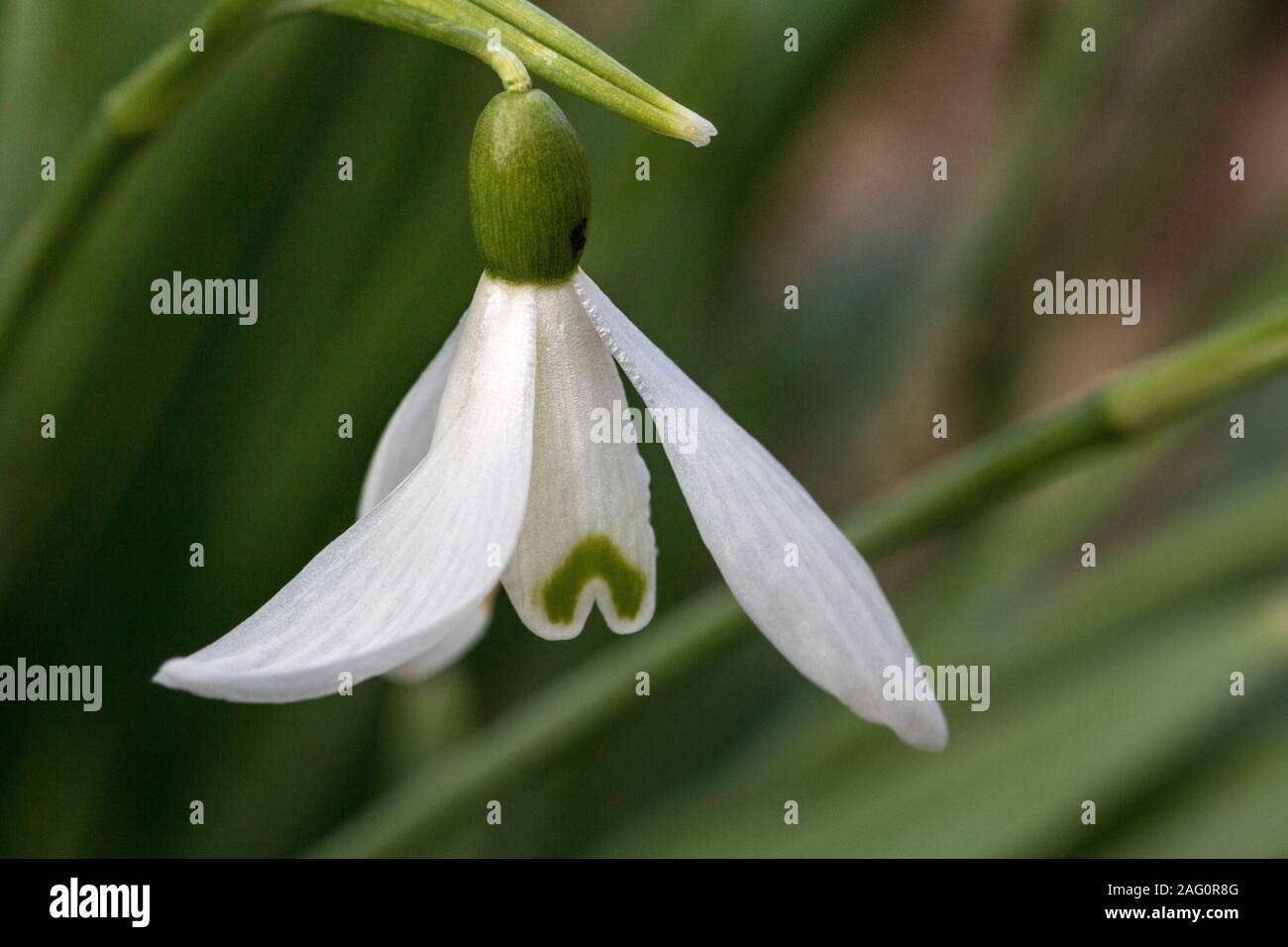Detailed Image of a Single Snowdrop Flower (Galanthus nivalis) in February Sunshine, Great Torrington, Devon, England. Stock Photo