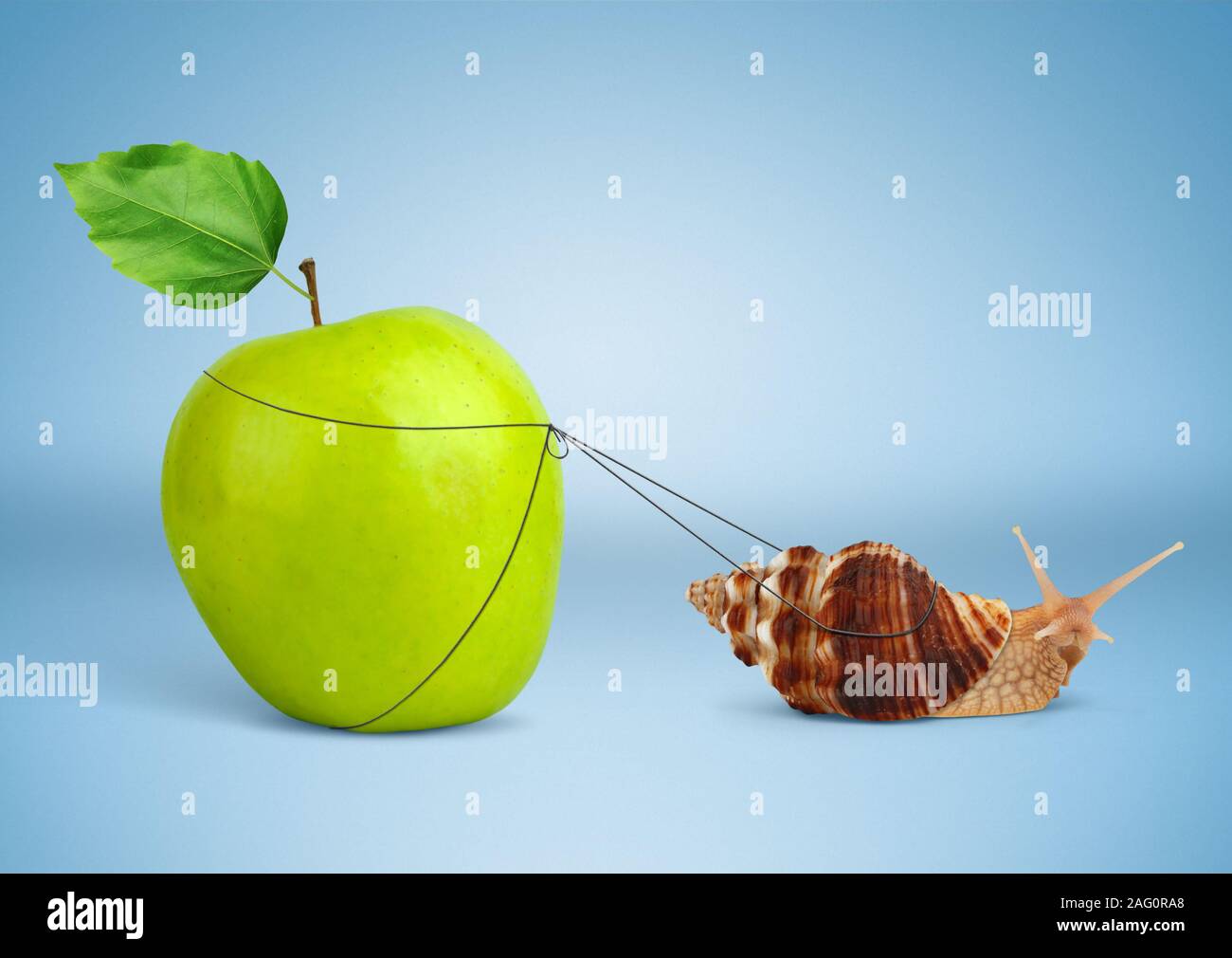Snail pulling heavy apple, insistence concept Stock Photo