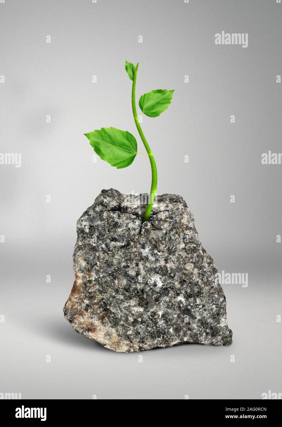 Impossible concept, plant growing in rock Stock Photo