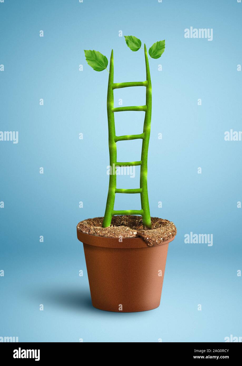 successful growth creative concept, plant as ladder in pot Stock Photo