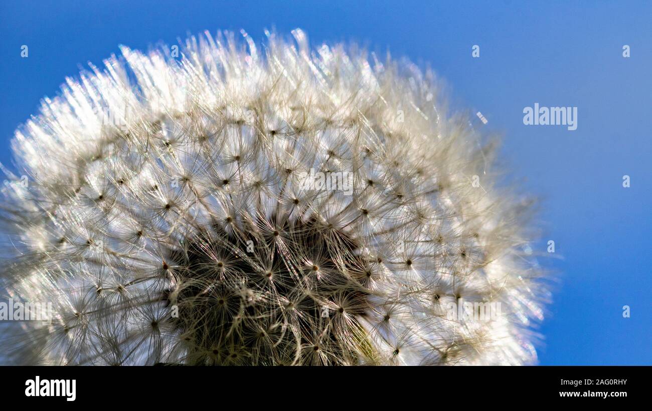 Close up Detail of a Dandelion Seed Head (Taraxacum vulgaria) Against a Blue Sky. Showing Individual Wind Dispersed Seeds. Stock Photo