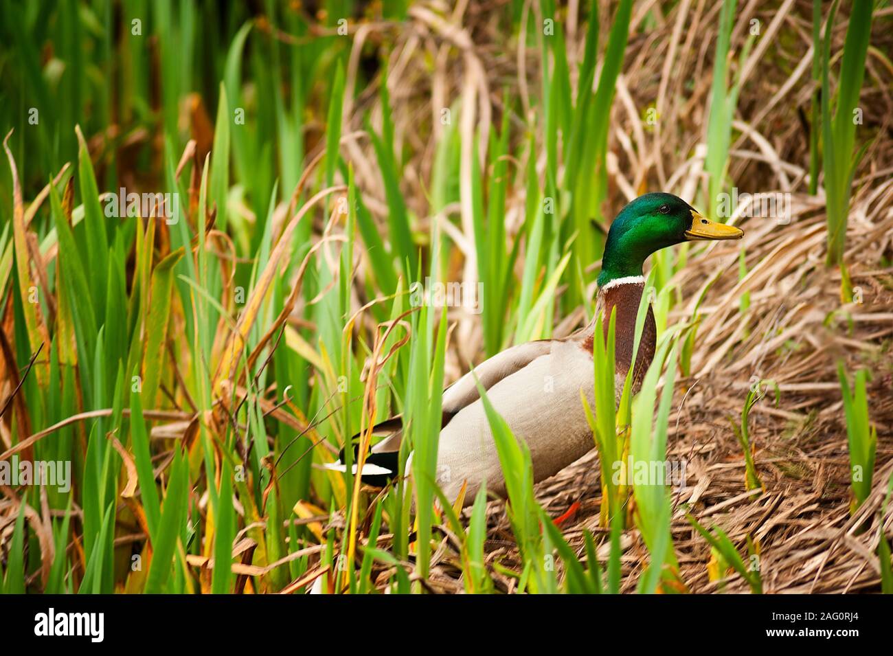 Duck ponds hires stock photography and images Alamy