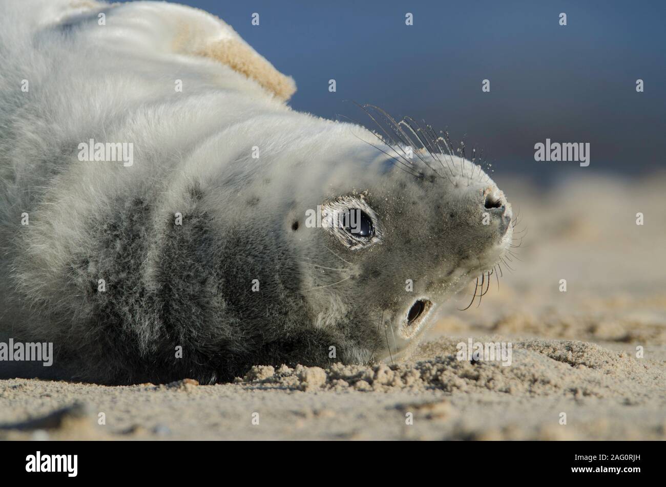 Grey Seals at Winterton on sea beach Stock Photo Alamy