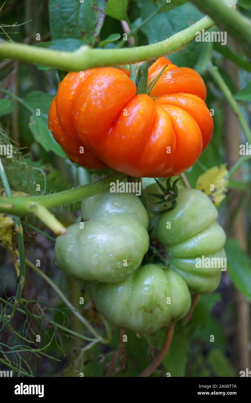Costoluto Fiorentino (Italian tomato) tomatoes on vine Stock Photo