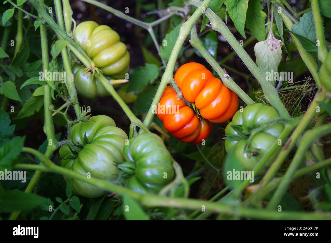 Costoluto Fiorentino (Italian tomato) tomatoes on vine Stock Photo