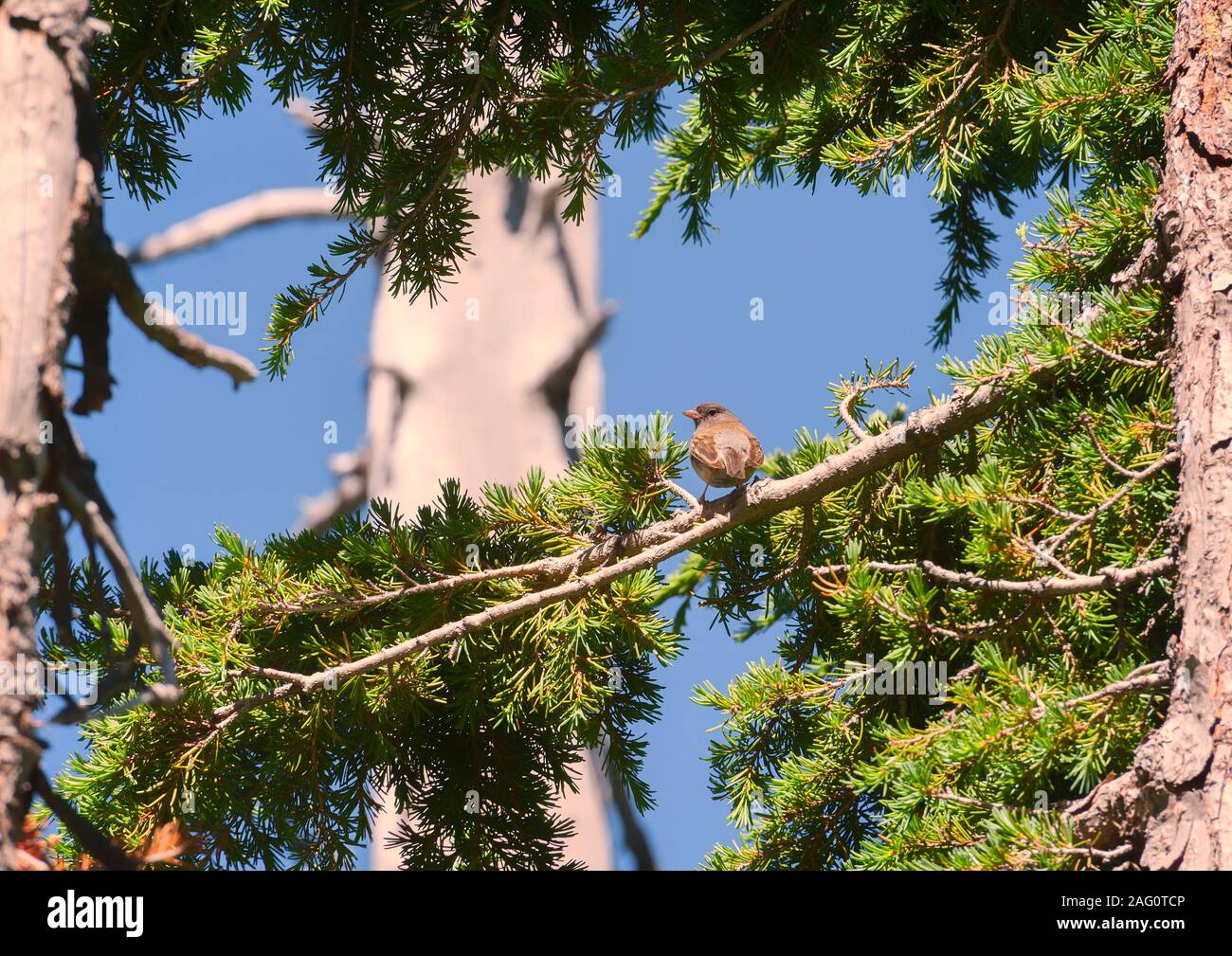 A tiny bird perches on a fir tree branch in the high altitude forest in Mt. Hood National Forest in Oregon Stock Photo
