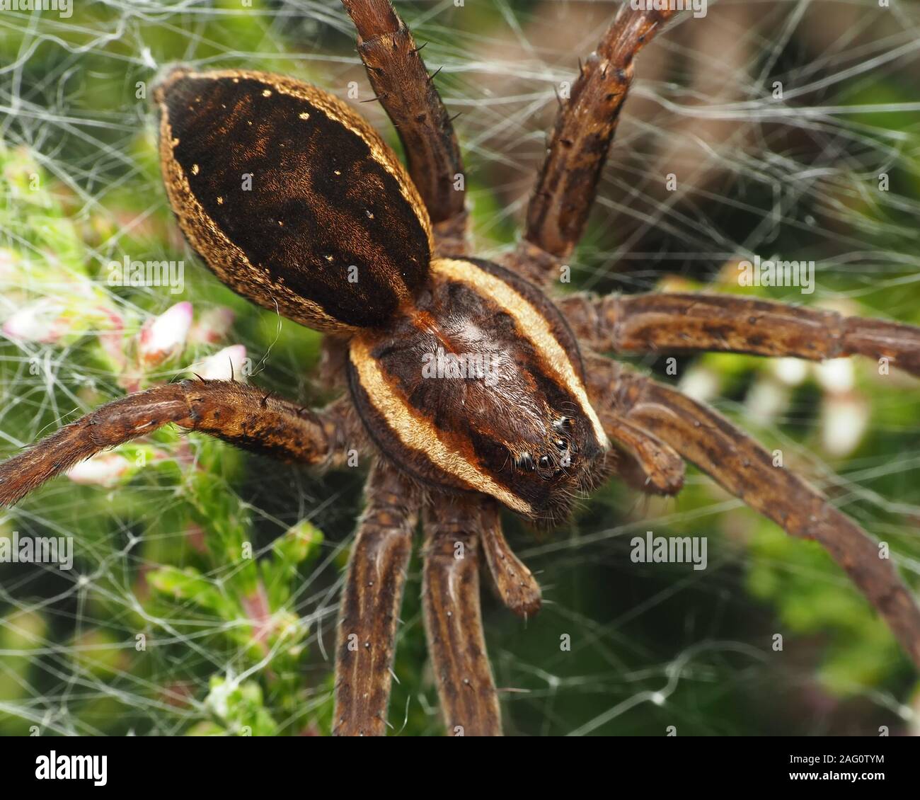 Dorsal view of a Raft spider (Dolomedes fimbriatus) on heather bush. Cappamurra Bog, Tipperary, Ireland Stock Photo