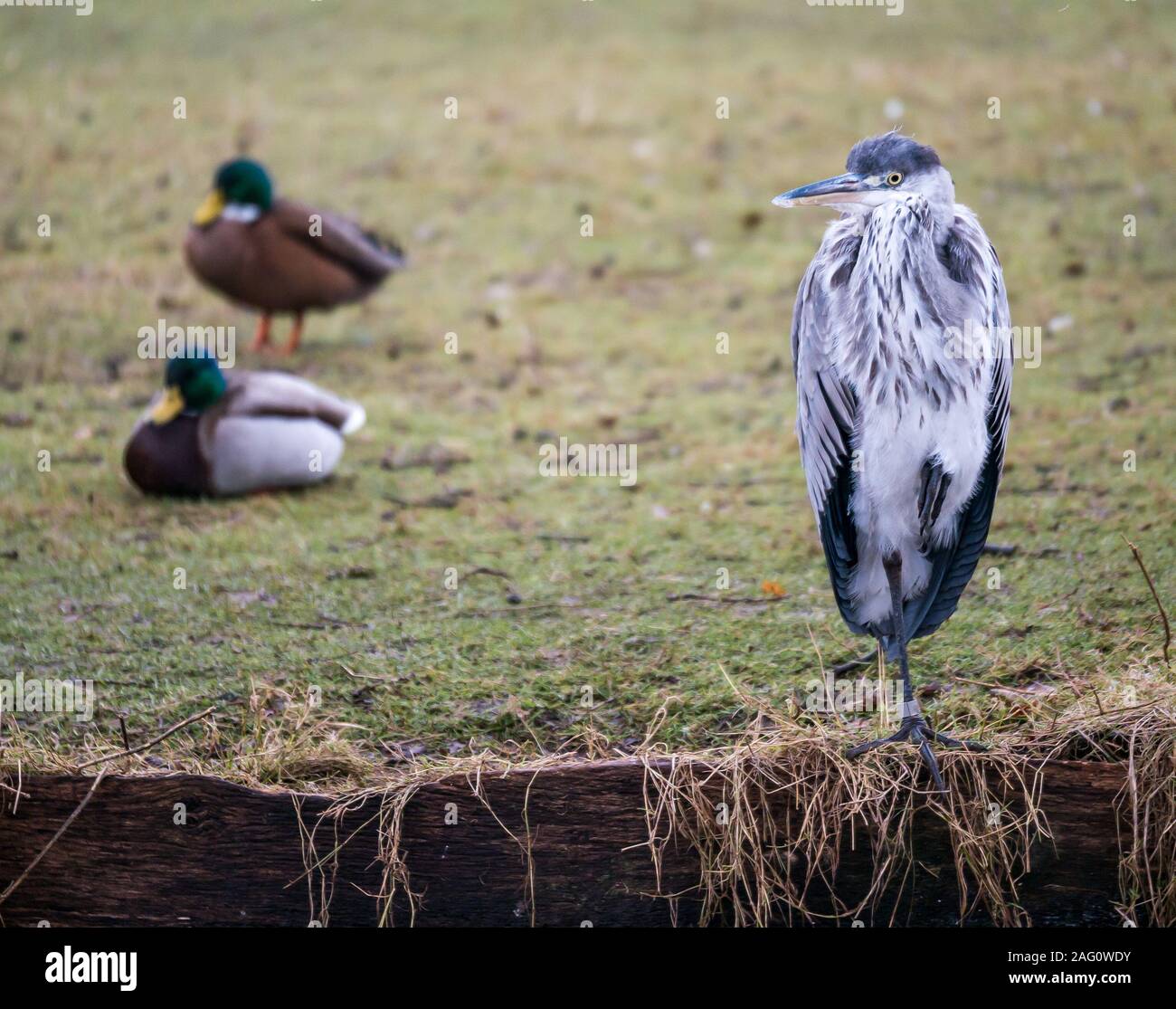 Close up of one legged Grey Heron, Ardea cinerea, on riverbank in park with roosting mallard ducks in background, England, UK Stock Photo