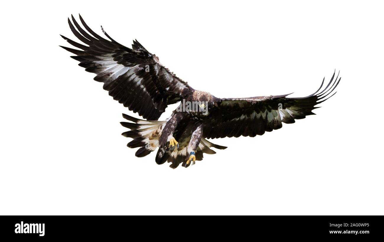 Golden Eagle Aquila Chrysaetos Catching A Brown Hare On An Acre Falconry Germany Stock Photo Alamy