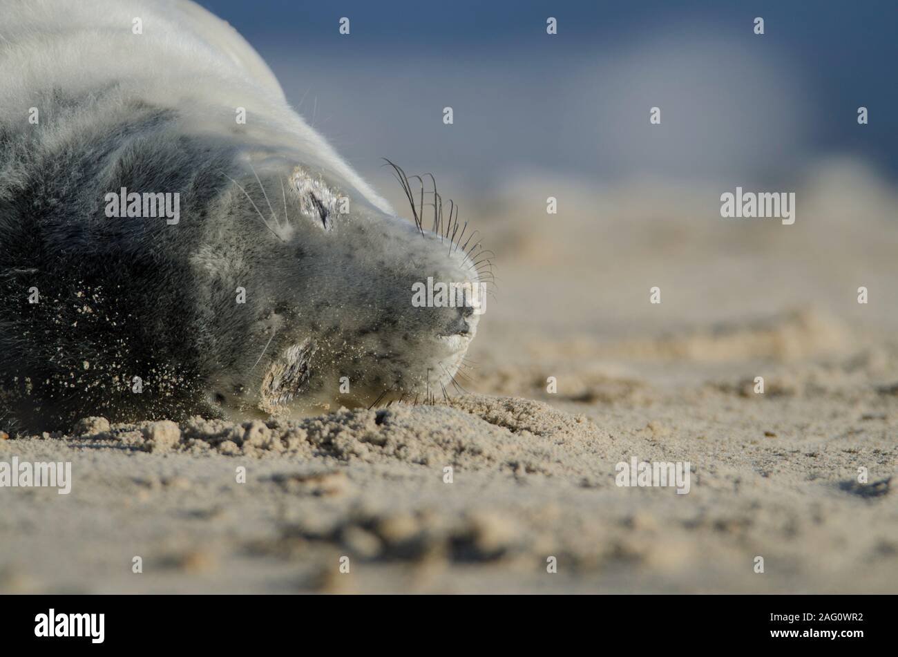 Grey Seals at Winterton on sea beach Stock Photo Alamy