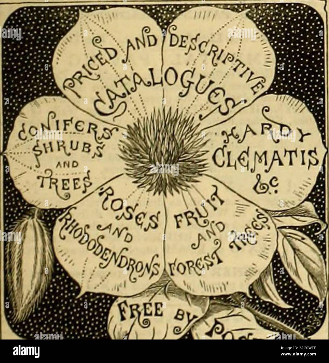 . The Gardeners' chronicle : a weekly illustrated journal of horticulture and allied subjects. ine single50 Persian Kanunculi, mixed50 Turban Ranunculi, in 4 varieties150 Crocus, in 6 vars.103 Snowdrops 13 Tulips, scarlet Van Thol12 „ Cottage Maid12 ,, YeUow Prince25 ,, double, mixed12 „ Rex Rubro* rum12 ,, late, mixed12 Scilla amoena2 Lilium candidum12 Spanish Insg Herbaceous andAlpine Plants, Cdsc, Packing, and Carnage Free to any Railway Station in England and Wales. Other CoUectlons. for Greenhouse or Conservatory, &c.. 12s. 6d, 21s., 42s.. 63s.&lt; and 843. each. From Mr. H. Bennf.tt, Bel Stock Photo
