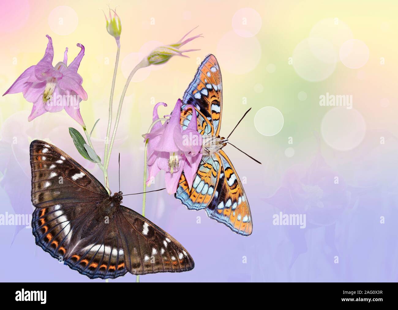 Artistic image of two butterflies limenitis populi sitting on pink aquilegia flowers. Coloring the upper and lower sides of the butterfly wings. Soft Stock Photo