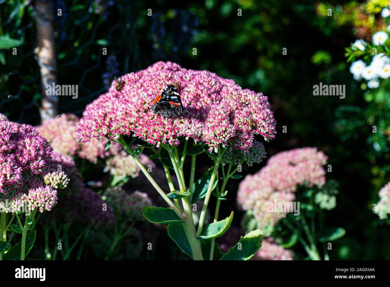 A red admiral butterfly (Vanessa atalanta) on the flowers of a showy stonecrop (Hylotelephium spectabile) Stock Photo