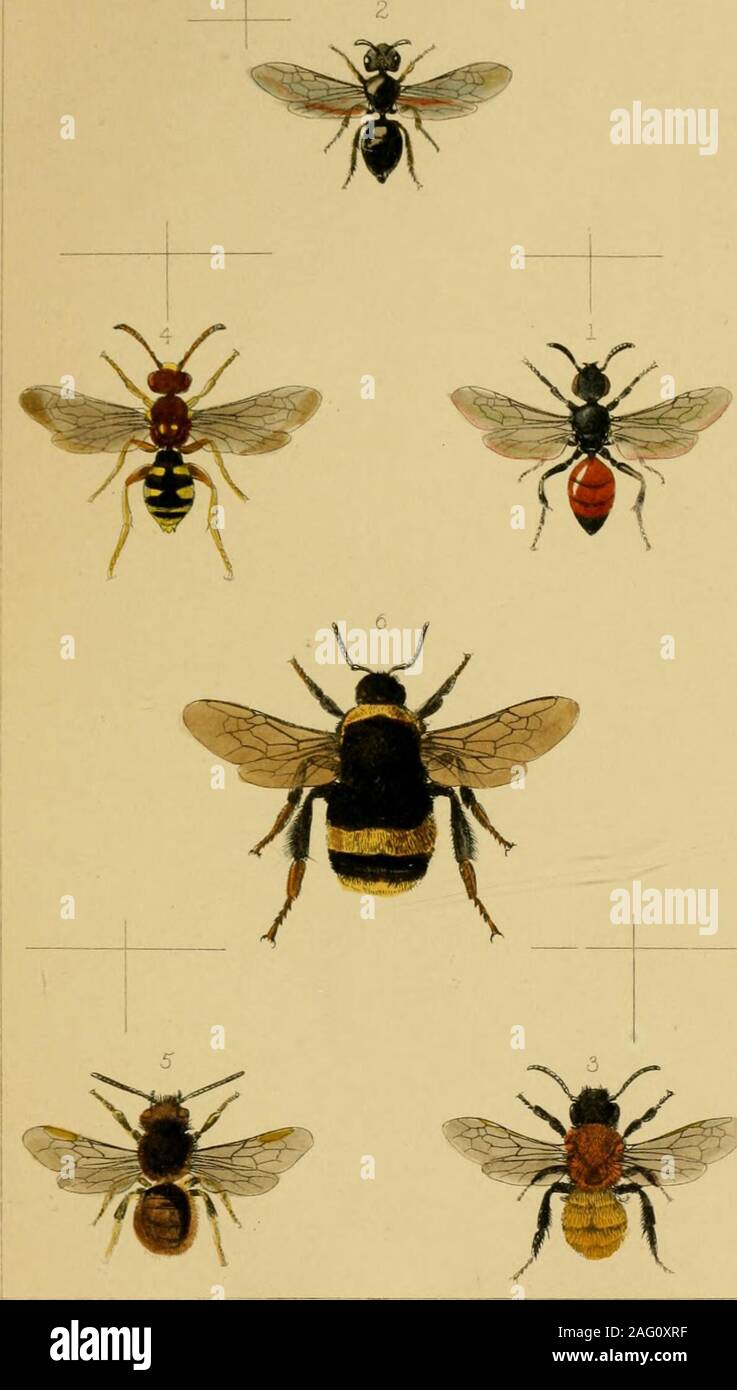 Britishcommenn Inspring Insects . British insects : a familiar description of the form, structure ...