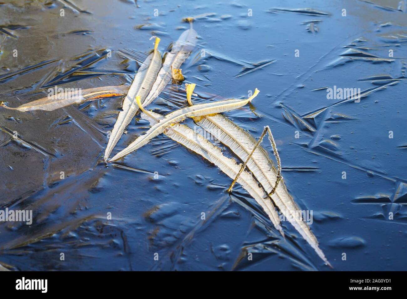 Fallen leaves frozen in icy surface of UK lake water. Stock Photo