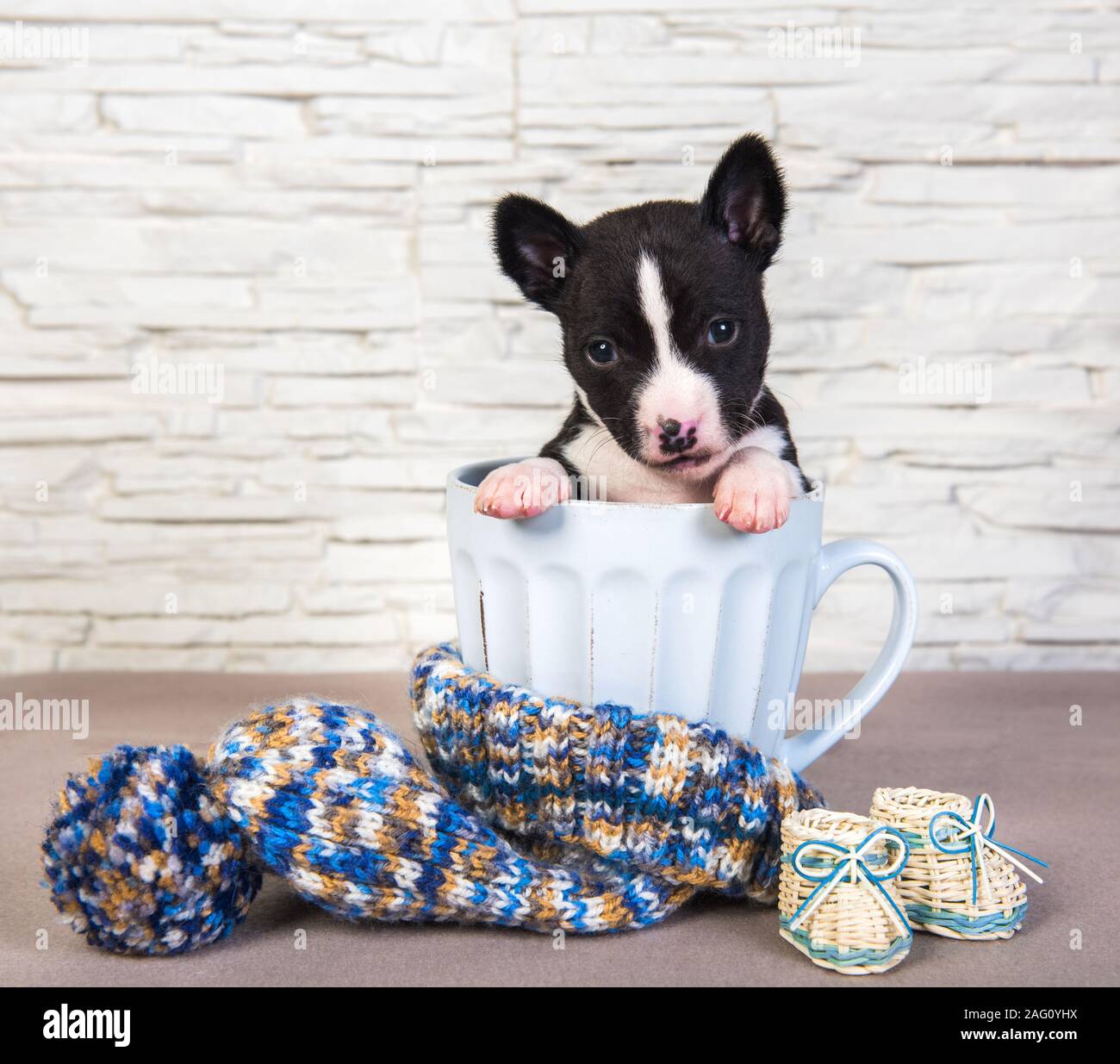 teacup basenji