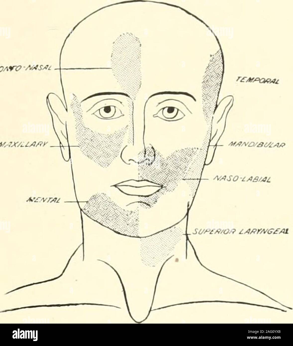The Science And Practice Of Dental Surgery Nto Nasal 2 Naso Labial 3 Temporal 4 Maxillary 5 Mandibular 6 Mental 7 Hyoid 8 Superior Laryngeal 1 Fronto Naml This Area Forms A Racquet Shaped Patch With https www alamy com the science and practice of dental surgery nto nasal 2 naso labial 3 temporal 4 maxillary 5 mandibular 6 mental 7 hyoid 8 superior laryngeal 1 fronto namlthis area forms a racquet shaped patch with the larger part lying overtlie forehead it extends for about two inchesabove the root of the nose reaching the junctionof the scalp with the forehead it meets itsfellow of the opposite side excepting just overthe root of the nose at the level of the eye brow it extends out for about an inch from themiddle line of the forehead a downward flapoccupies the side of th image336853395 html