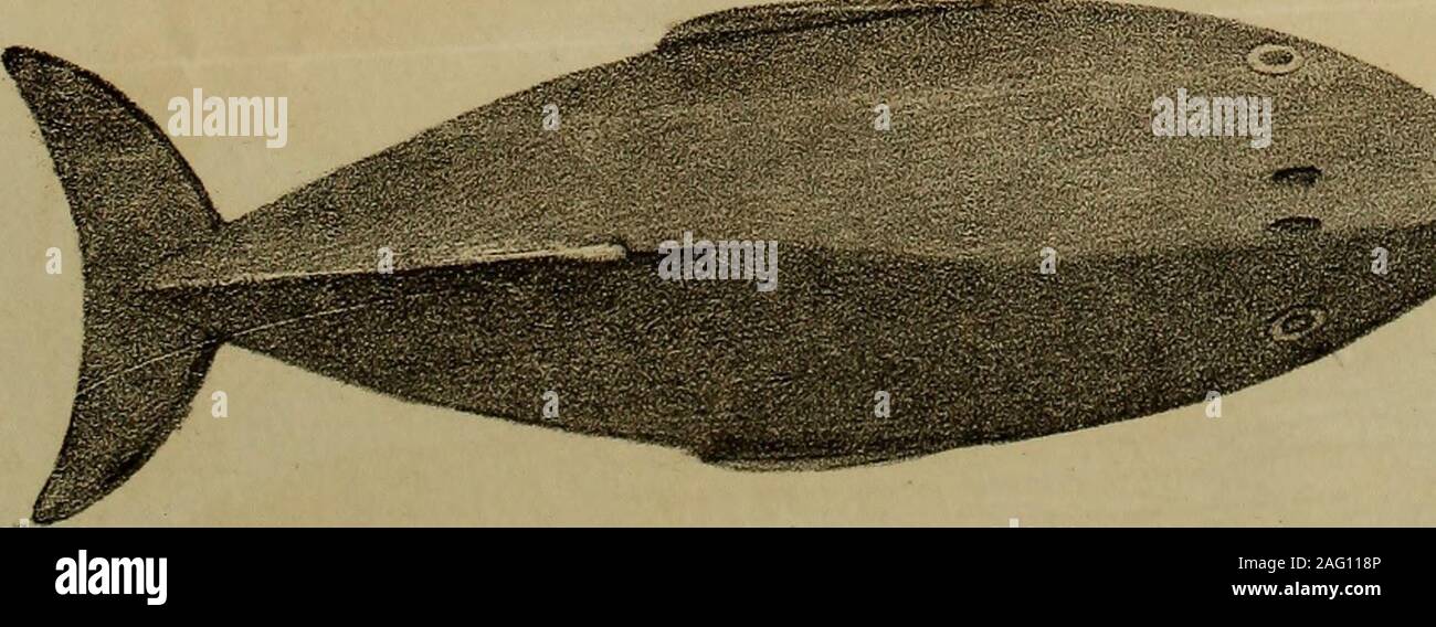 Sub Imago High Resolution Stock Photography And Images Alamy