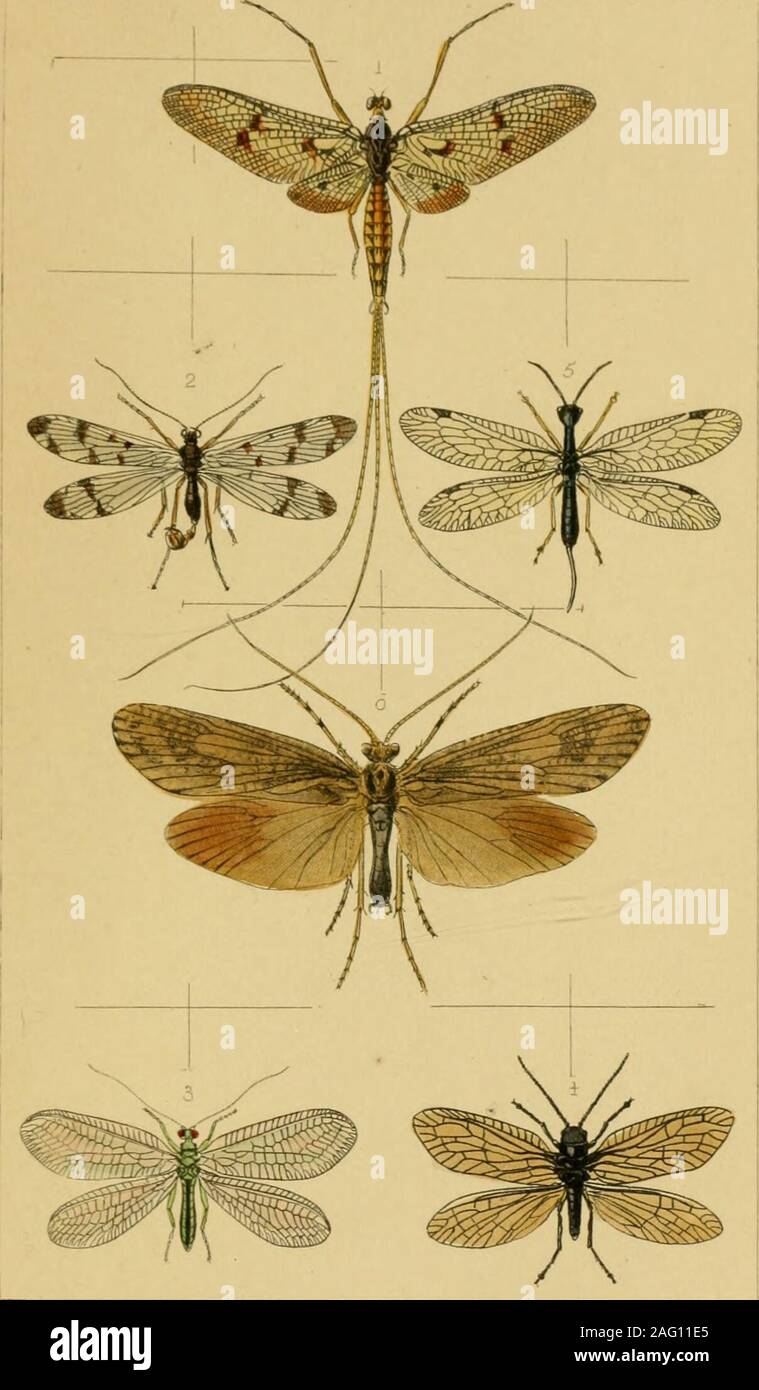 . British insects : a familiar description of the form, structure ...