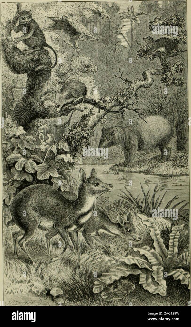 . Geographical distribution of animals : with a study of the relations ...