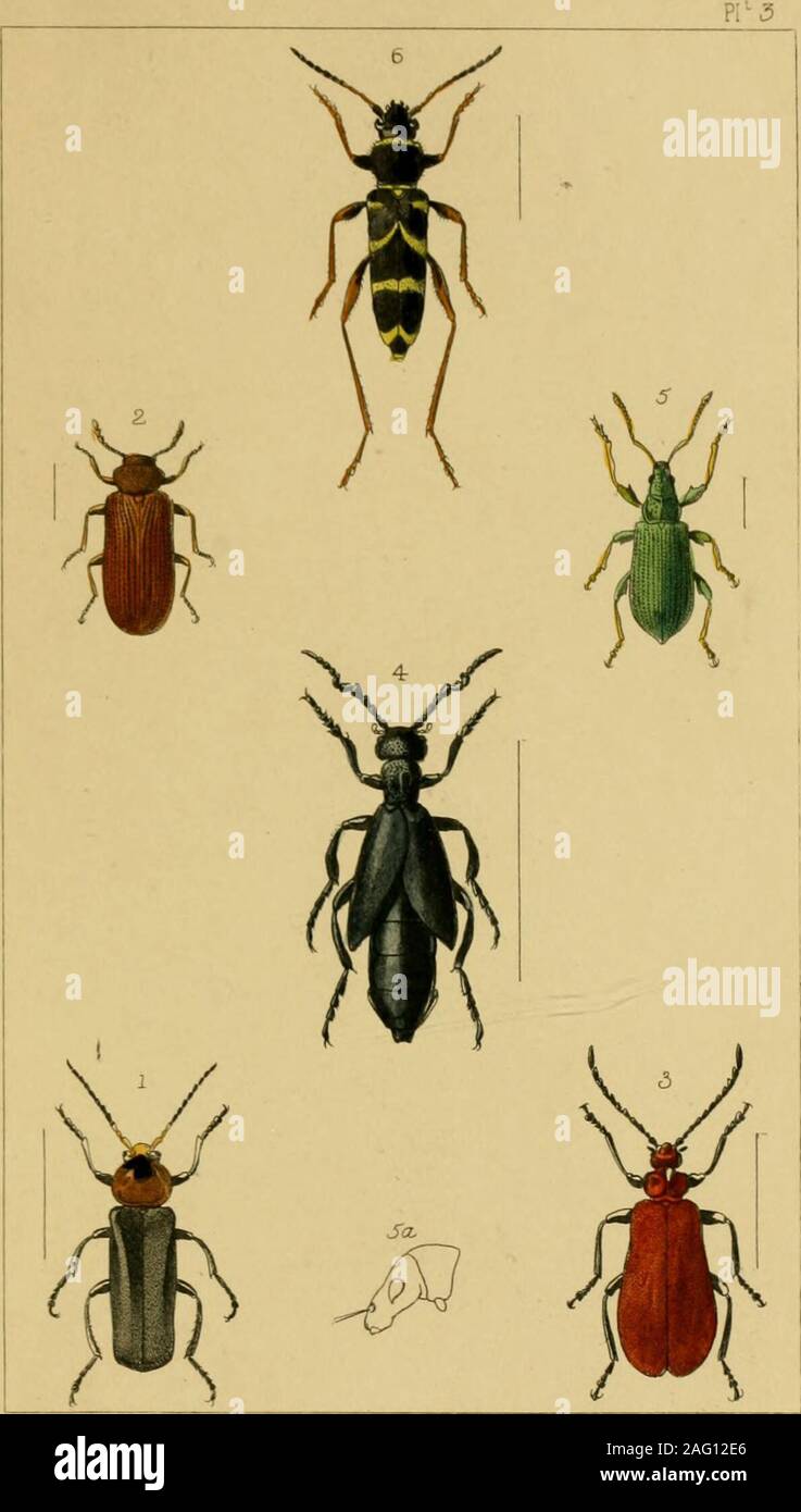 . British insects : a familiar description of the form, structure ...