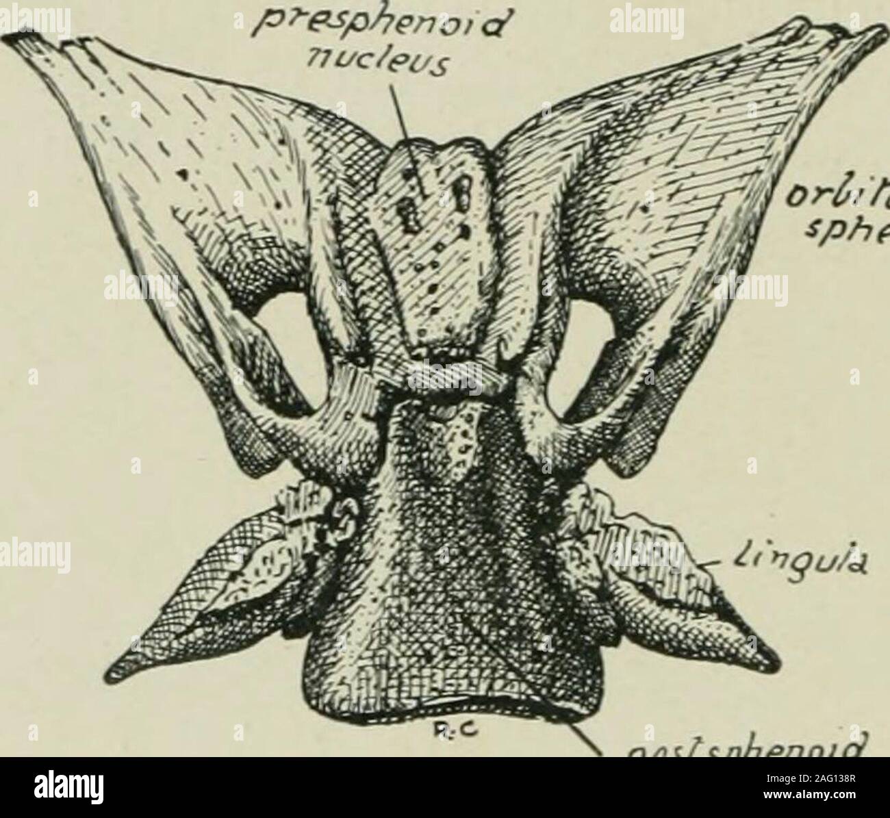 . Journal of anatomy. shape. Along each side of the post-sphenoid area the bone is formedfrom the lingulal centres. Each lingulal centre leads to the formation ofVOL. LI. (third SER. VOL. XII.)—JAN. 1917. 9 128 Dr V. Zachary Cope a triangular portion of bone with a small base posteriorly (correspondingto groove for the internal carotid artery) and a thin tapering portion whichends in an acute angle opposite the posterior end of the pre-sphenoid. Themajor part of the lateral aspect of the pre-sphenoid is in contact with thebone formed from the great wing of the sphenoid. The lingulal areaunites Stock Photo