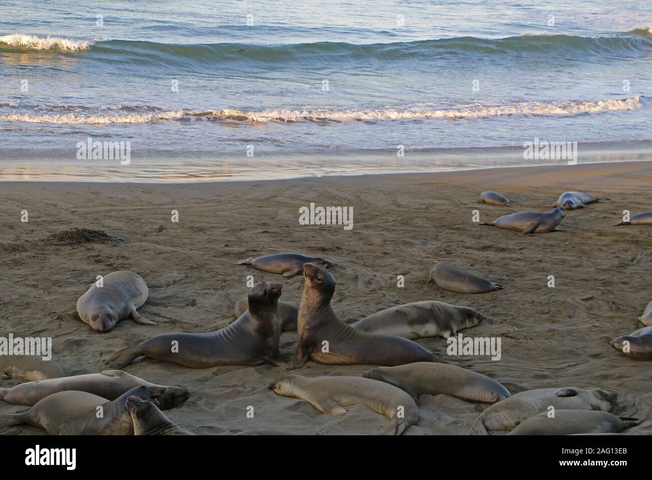 Sea lions on the beach of the Pacific USA California Stock Photo