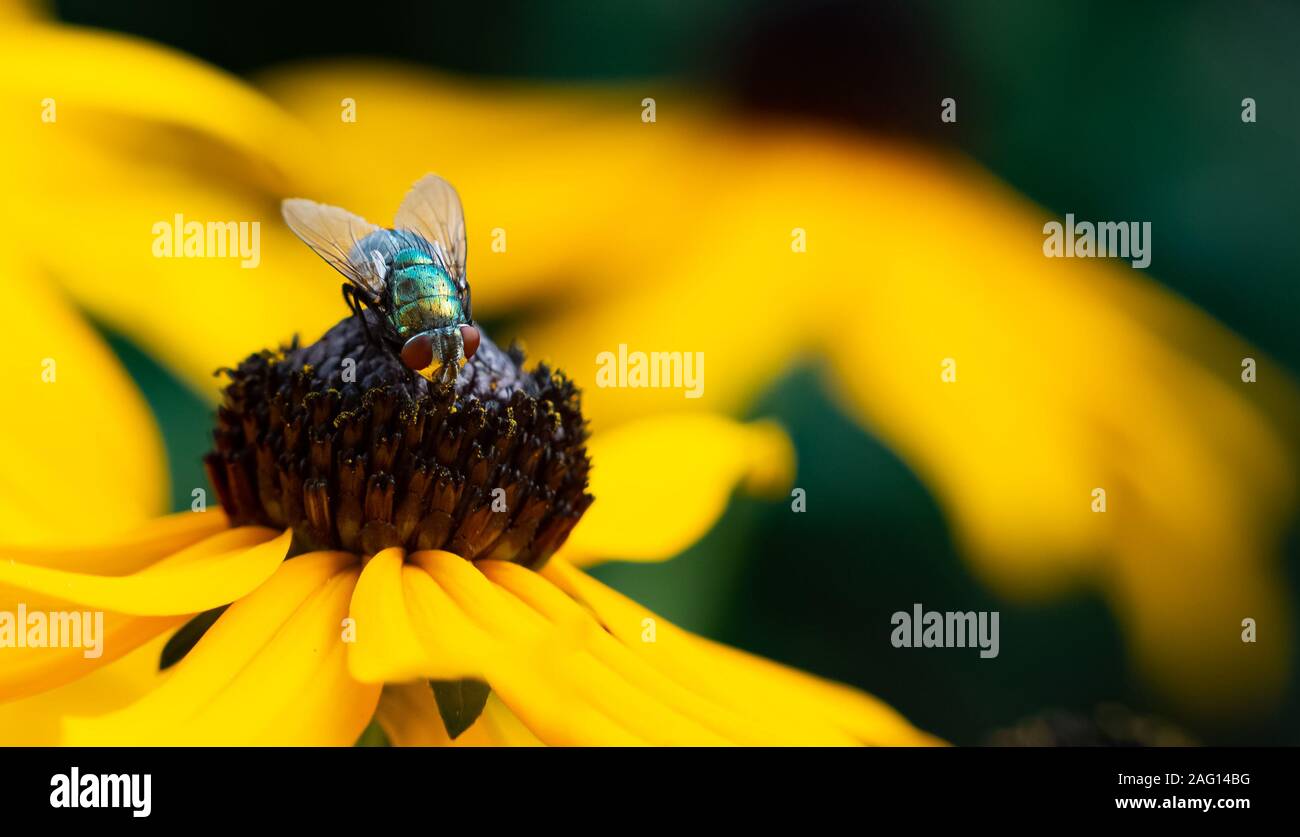 A fly in macro sitting on a beautiful flower Stock Photo