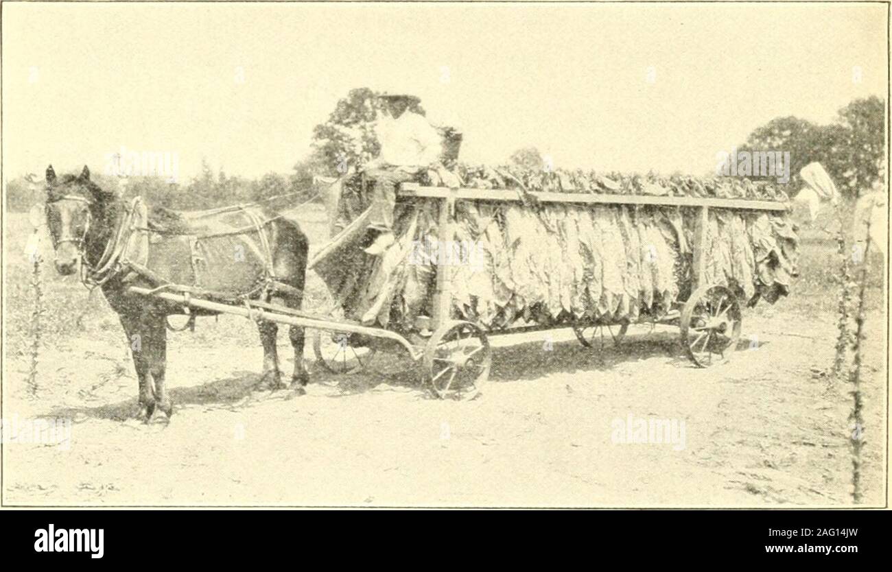 tobacco in kentucky Tobacco Seeds - Kentucky 17