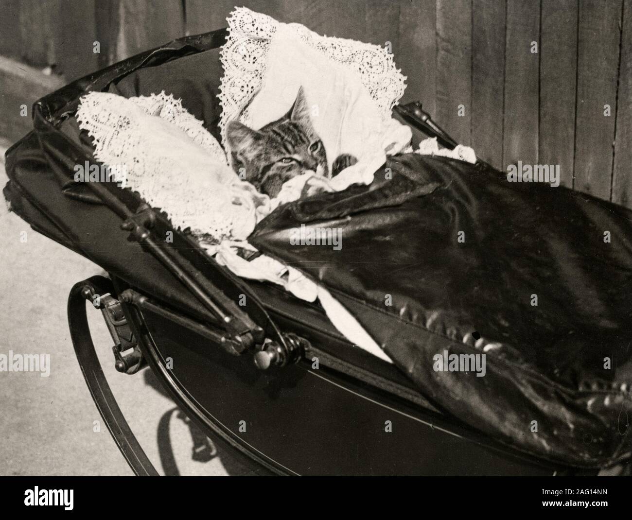 Early 20th century vintage press photograph - a kitten cozy in a pram Stock Photo