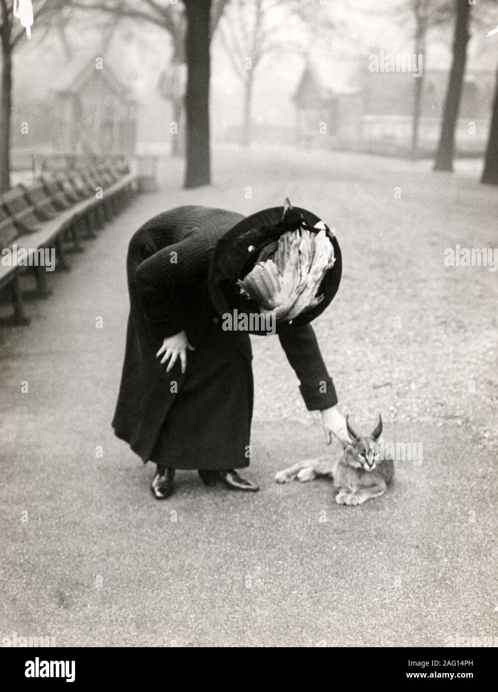 Early 20th century vintage press photograph - woman in ornate hat with her pet lynx Stock Photo